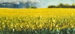 Big Canola Field